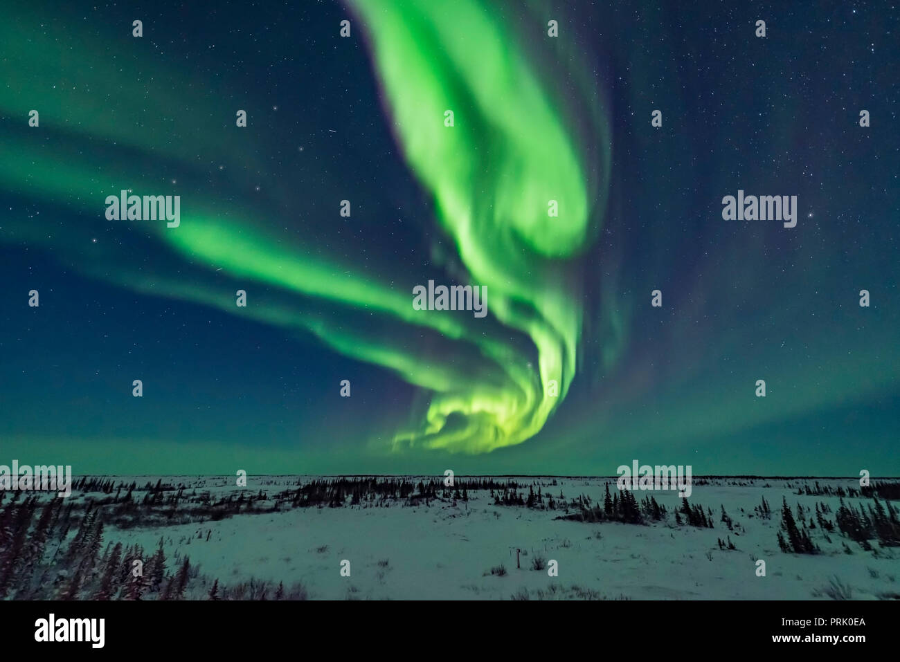 Vorhänge von Aurora während eines Sturms am 18. Februar 2018 Von der Churchill Northern Studies Center, am frühen Abend im letzten Der Twi Stockfoto