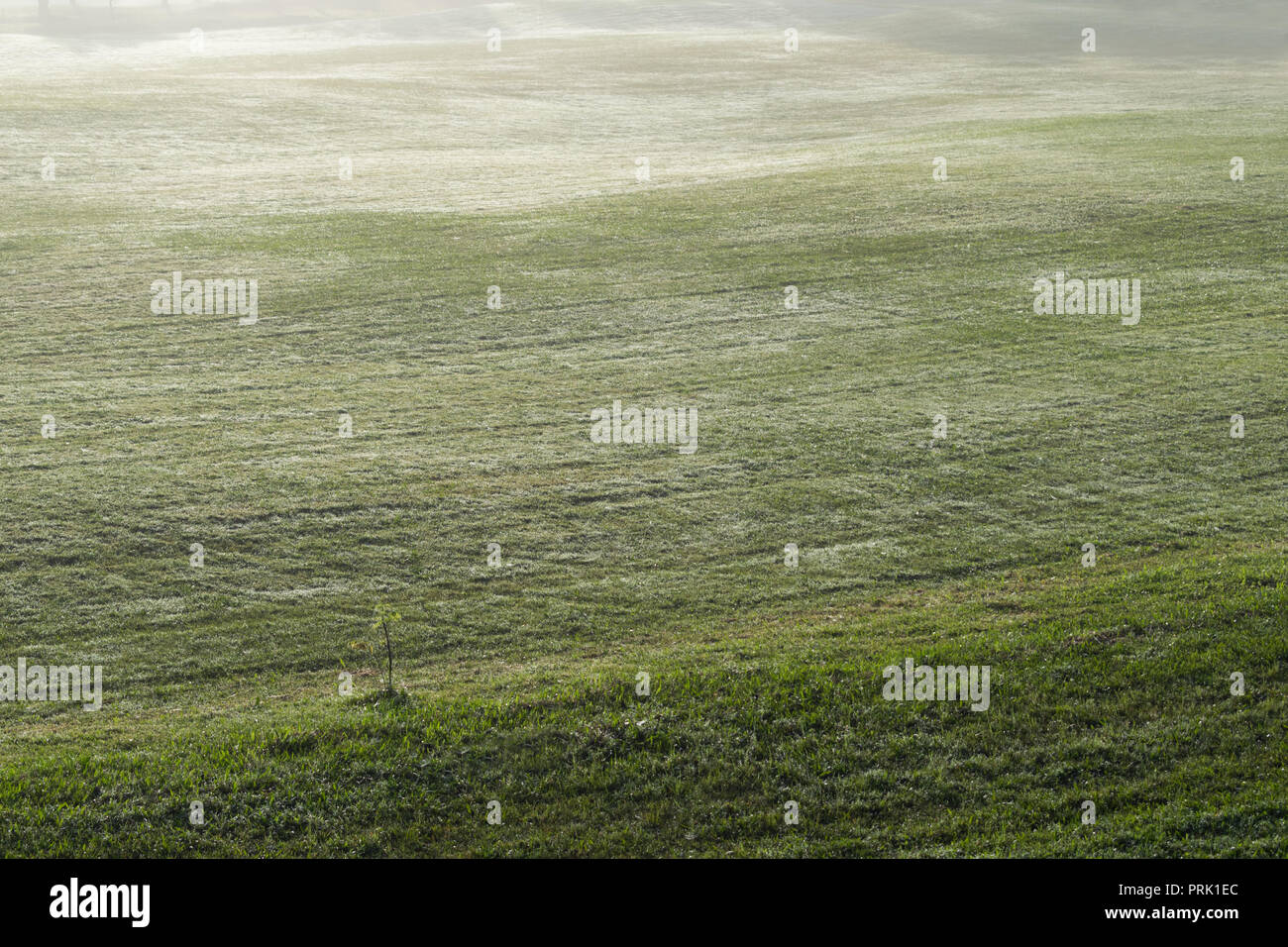Hintergrund mit grüner Wiese und gelbe Sonnenlicht, Nebel Abdeckung Gras Hügel. Fotos im Golf Course Design Ideen, Travel, Werbung Stockfoto