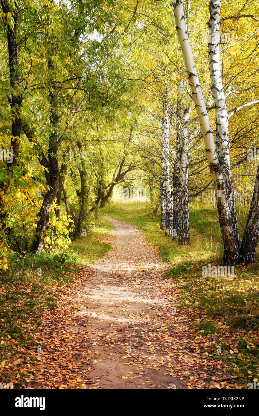 Gehweg Fahrbahn Weg durch Schöne Herbst Wald im Herbst Landschaft Stockfoto