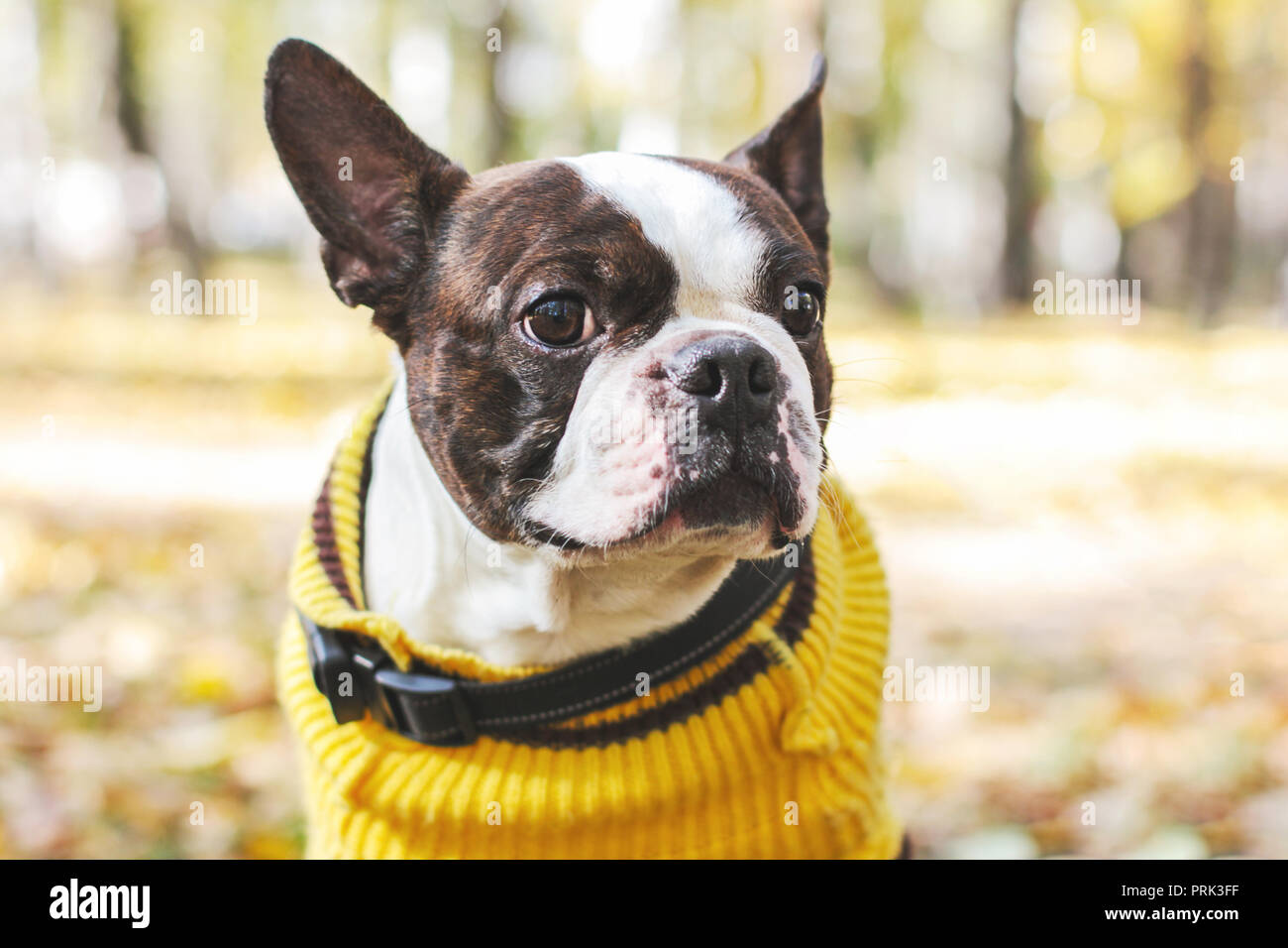 Portrait von Boston Terrier Hund im Herbst Park Stockfoto