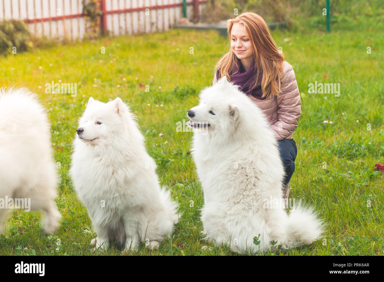 Happy teenage Mädchen mit weißen Samoyed hunde Spaziergang im Park, Outdoor Portrait Stockfoto