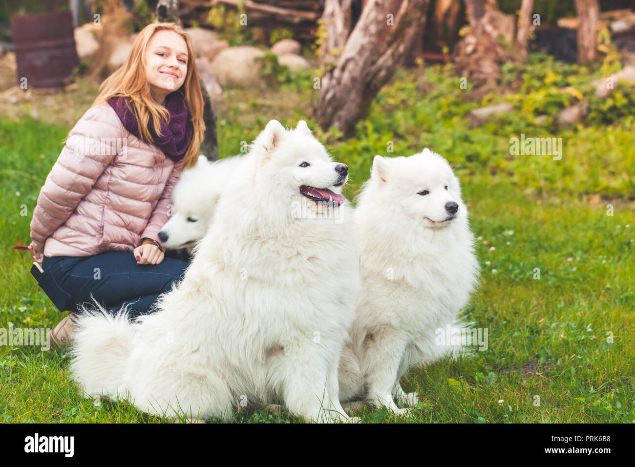 Happy kaukasische Mädchen in der Nähe von drei weiße Samojeden Hunde auf einen Spaziergang im Park Stockfoto