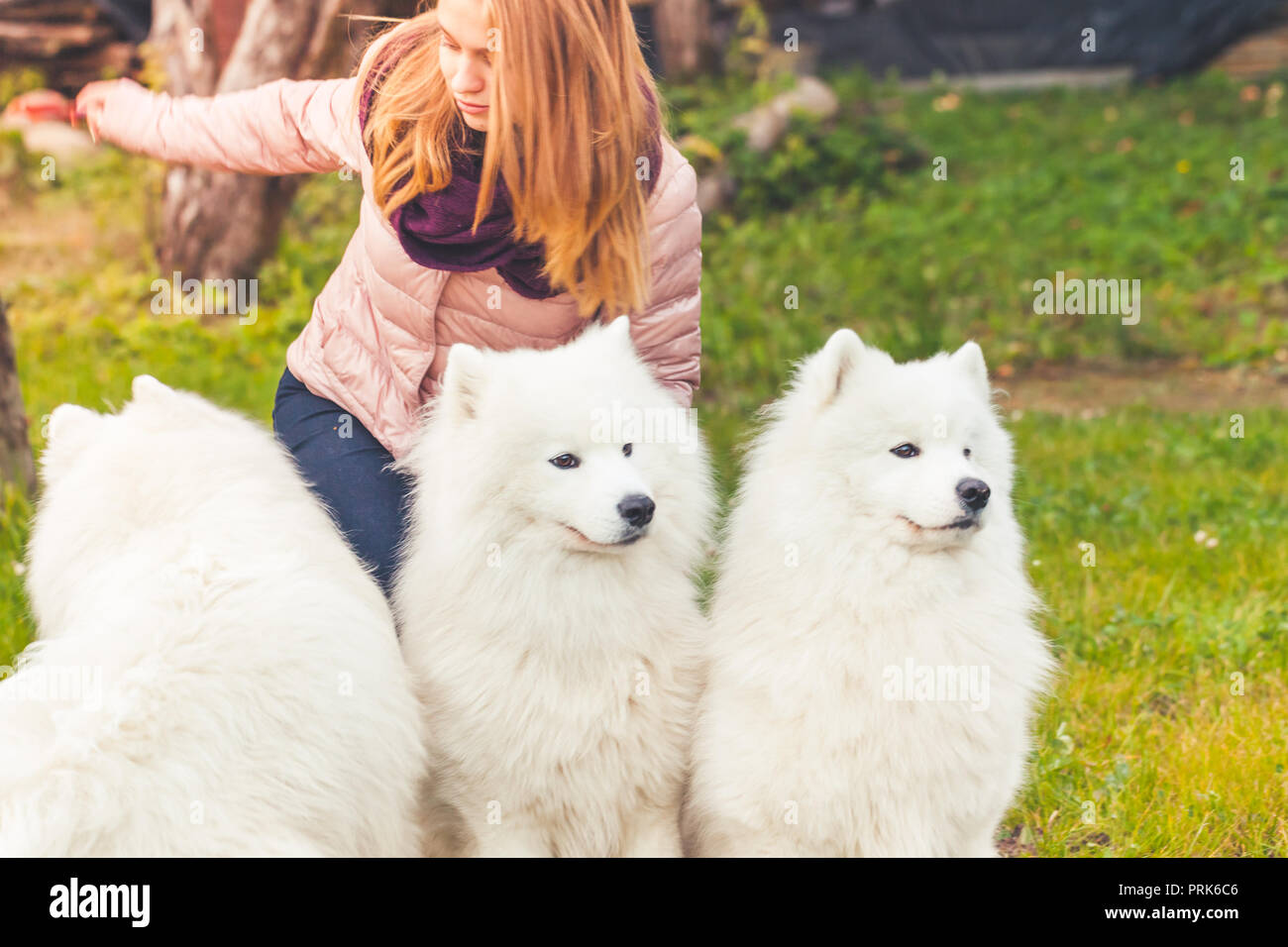 Mädchen mit weißen Samoyed Hunde auf einem Spaziergang im Herbst Park Stockfoto