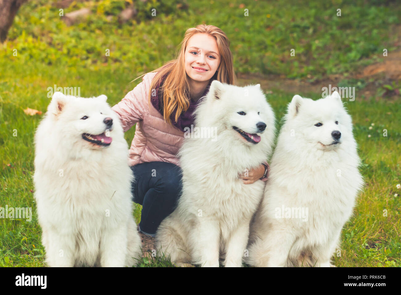 Happy kaukasische Mädchen mit drei weiße Samojeden Hunde auf einem Spaziergang im Herbst Park Stockfoto