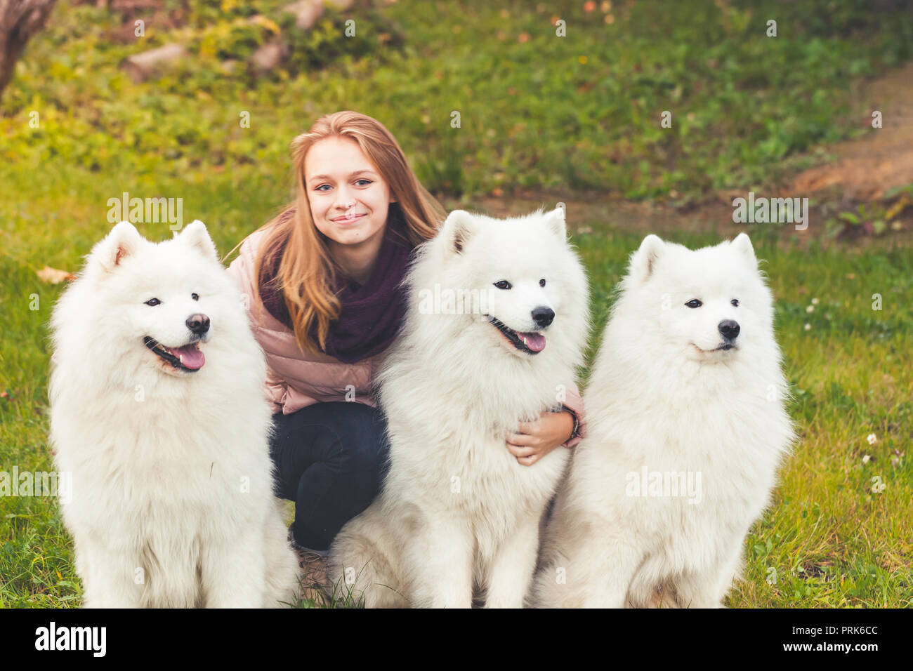 Lächelnd kaukasische Mädchen mit drei weiße Samojeden Hunde auf einem Spaziergang im Herbst Park Stockfoto