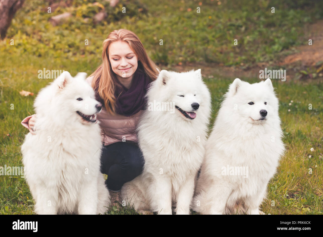 Kaukasische Mädchen mit drei weiße Samojeden Hunde auf einem Spaziergang im Herbst Park Stockfoto