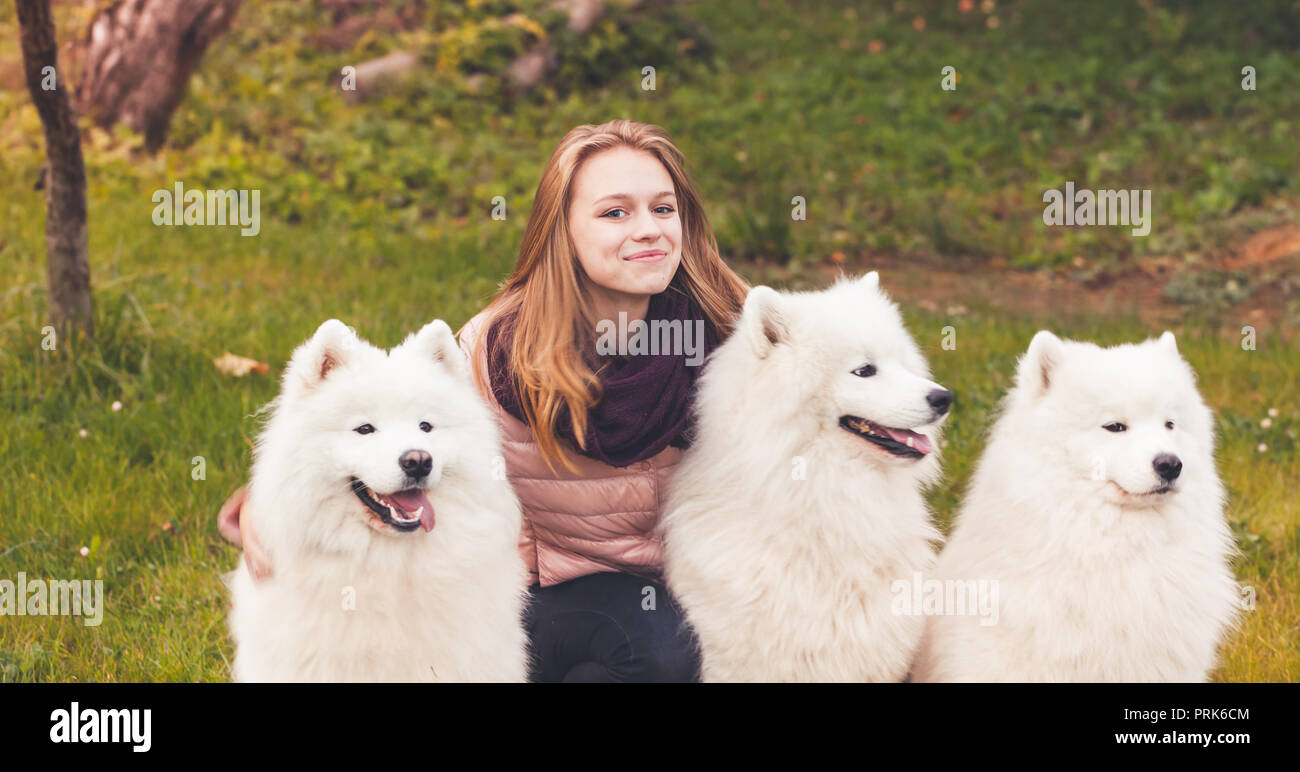 Happy girl geht mit drei weiße Samojeden Hunde im Herbst Park Stockfoto