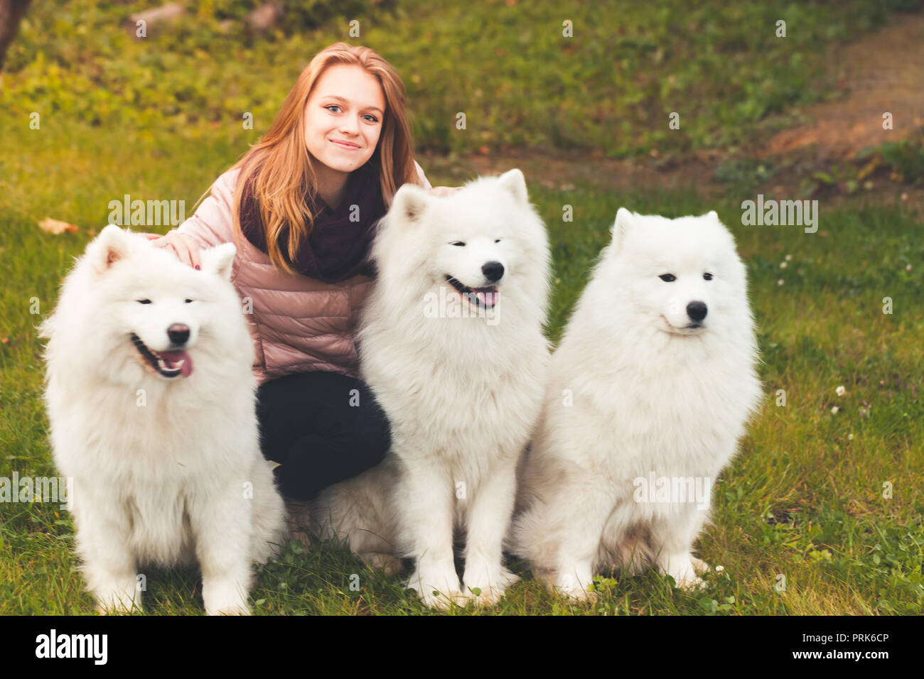 Happy kaukasische Mädchen sitzen mit drei weiße Samojeden Hunde im Herbst Park Stockfoto