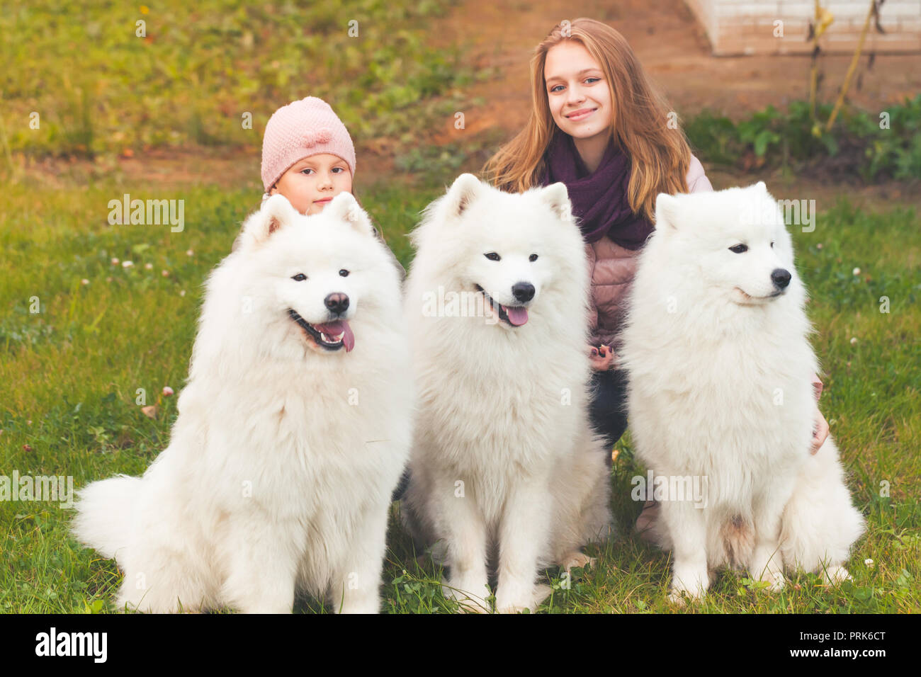 Lächelnde Mädchen sitzen mit drei weißen Samoyed Hunde im Herbst Park Stockfoto