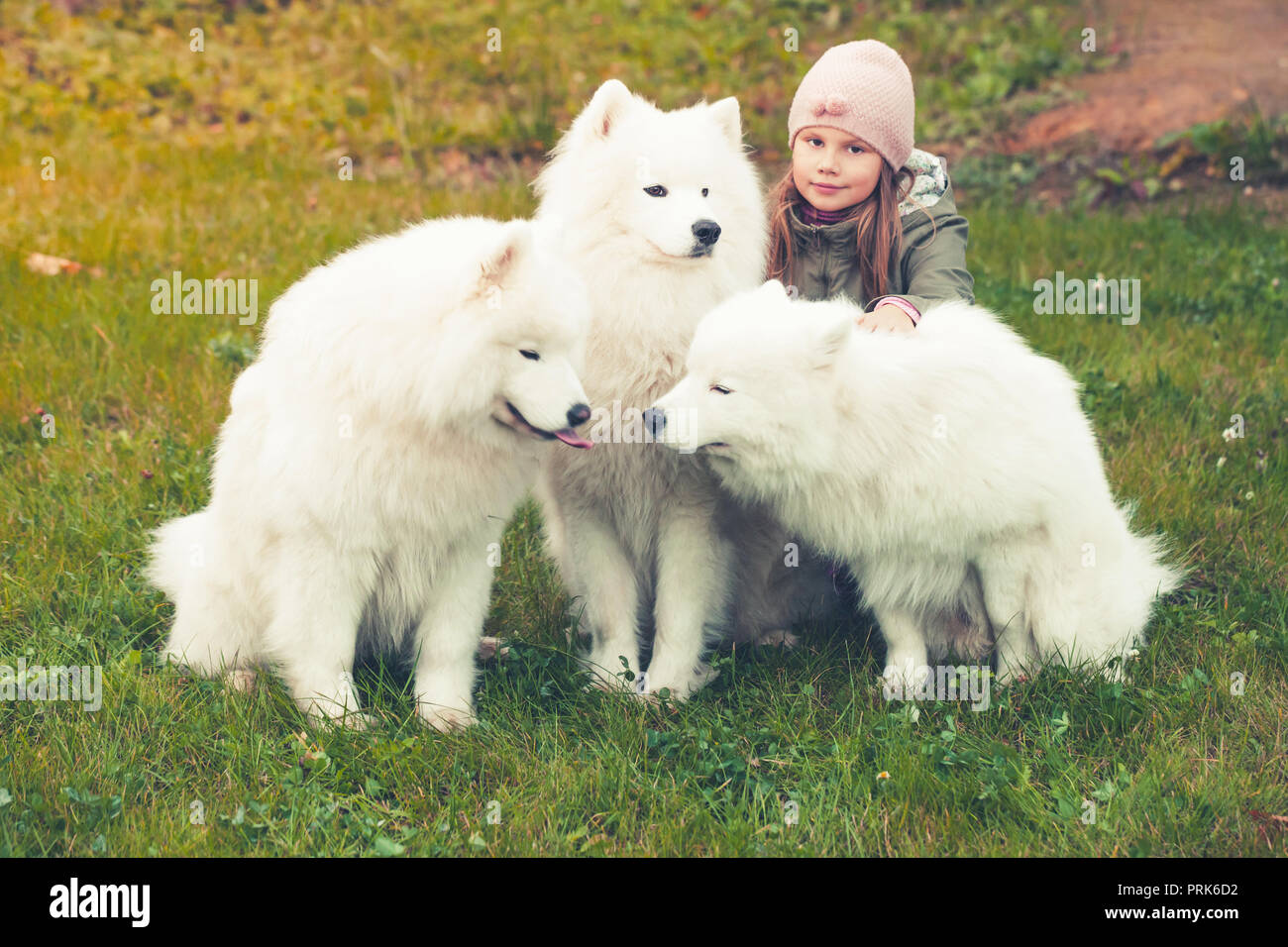 Kleines Mädchen gehen mit drei weiße Samojeden Hunde im Herbst Park Stockfoto