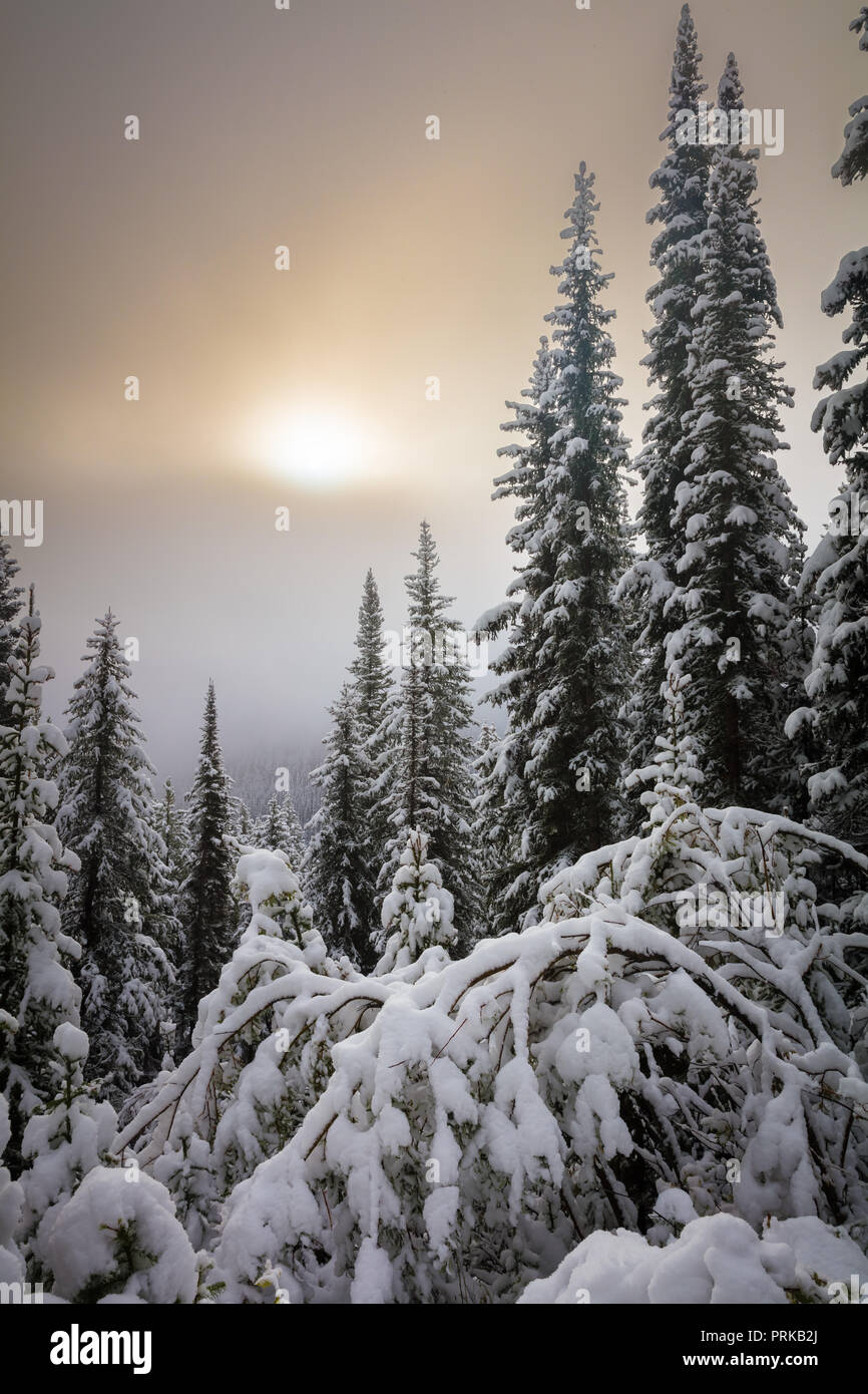 Verschneite Bäume in der Nähe von Moraine Lake im Banff National Park, Alberta, Kanada. Stockfoto