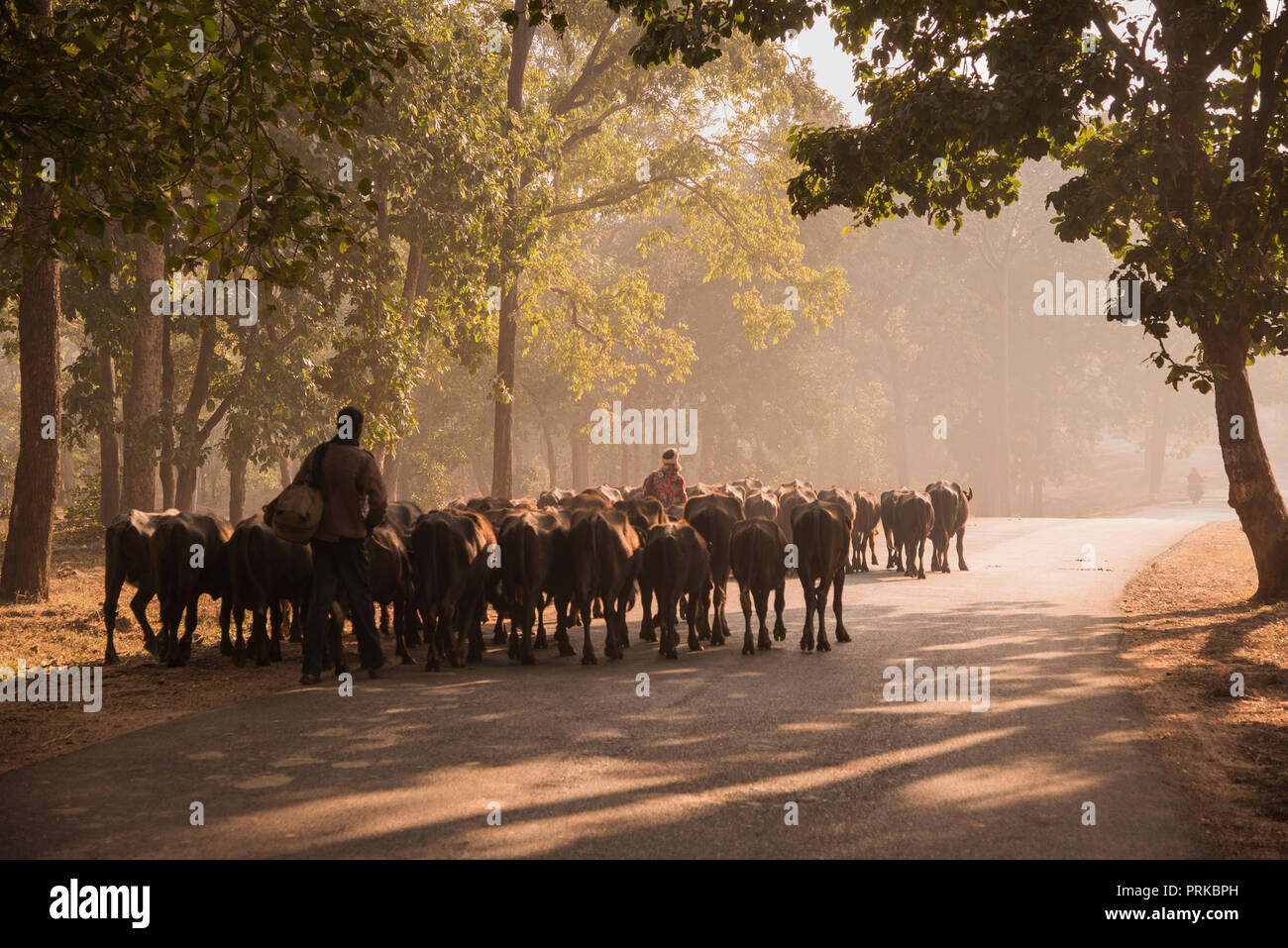 Rinder, Büffel, Hirten, Migration, zu weiden, zu anderen, von Kanha Nationalpark, M P, Indien. Stockfoto