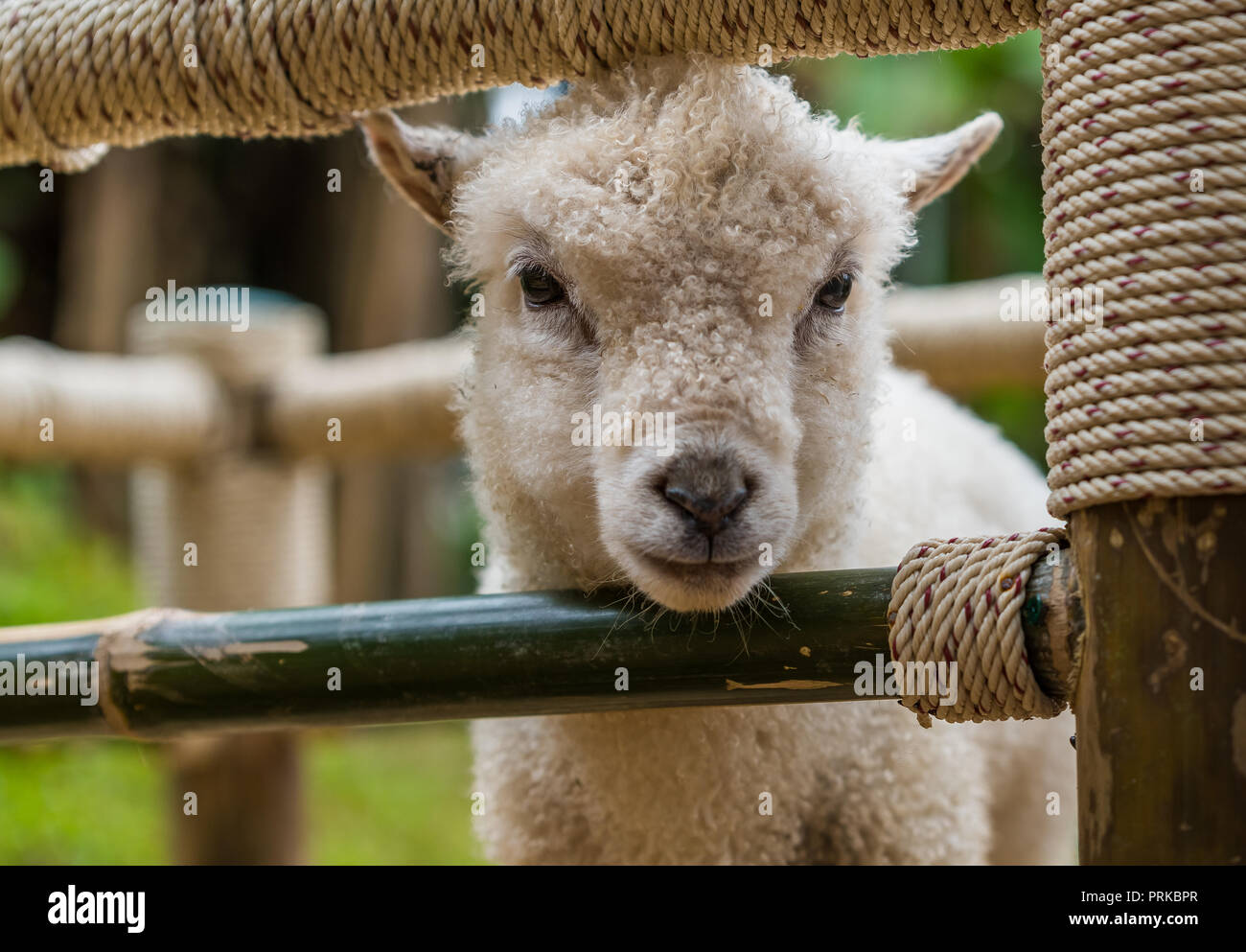 Ein Weißes Lamm unter Spezielle nährende Programm in einem privaten offener Zoo im Norden von Thailand Stockfoto
