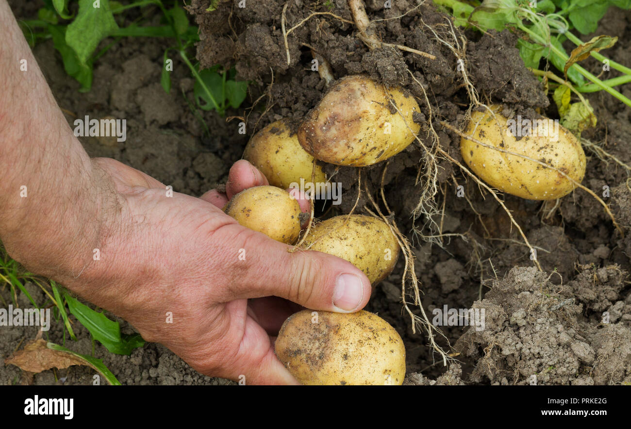 Kommissionierung für Jungen kranken Kartoffeln. Stockfoto