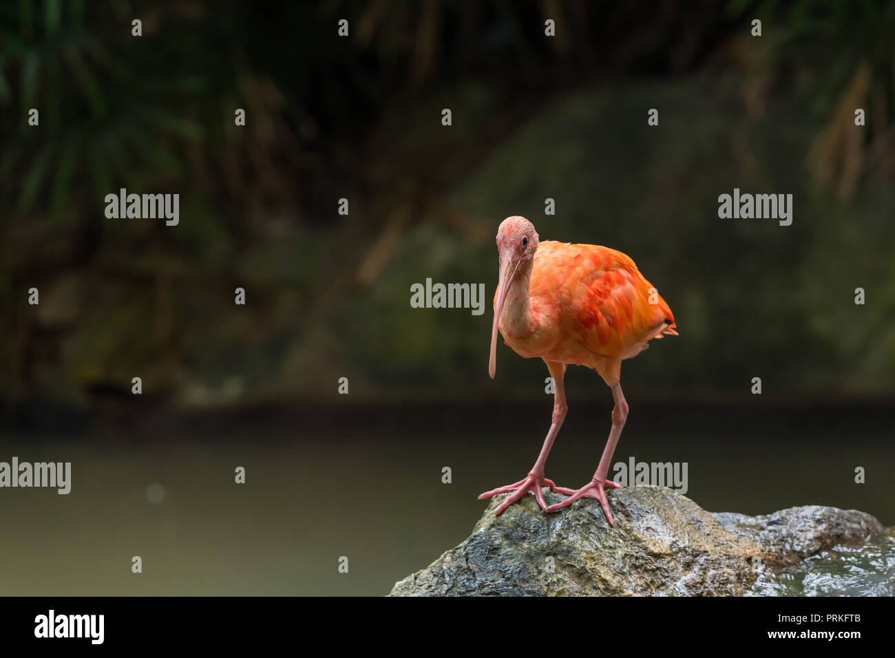 Die Scarlet ibis (Eudocimus ruber) ist eine Pflanzenart aus der Gattung der ibis Hotel in der vogelfamilie Threskiornithidae. Er bewohnt die tropischen Südamerika und auf den Inseln der Ca Stockfoto