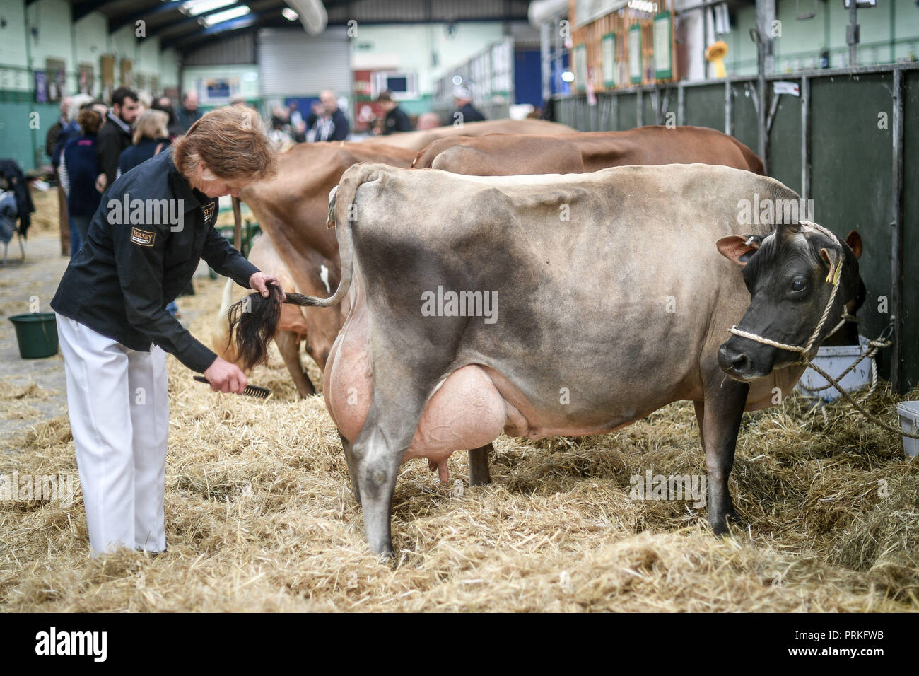Eine Kuh blickt auf ihren Schwanz, während sie von ihrem Handler in den Schuppen auf dem The Dairy Show, Bath & West Showground, Shepton Mallet, die mit rund 3,000 Viehzuchtbetrieben eine der größten Milchmessen Großbritanniens ist, gebürstet wird. Stockfoto