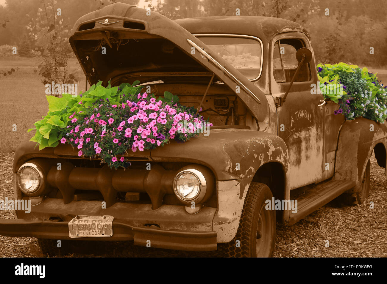 Selektive Farbe vintage Stapler mit bunten Blumen Stockfoto