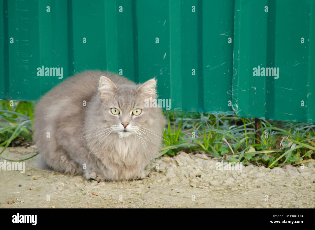 Eine große, rauchig Katze sitzt auf der Straße in der Nähe des grünen Zaun. Stockfoto