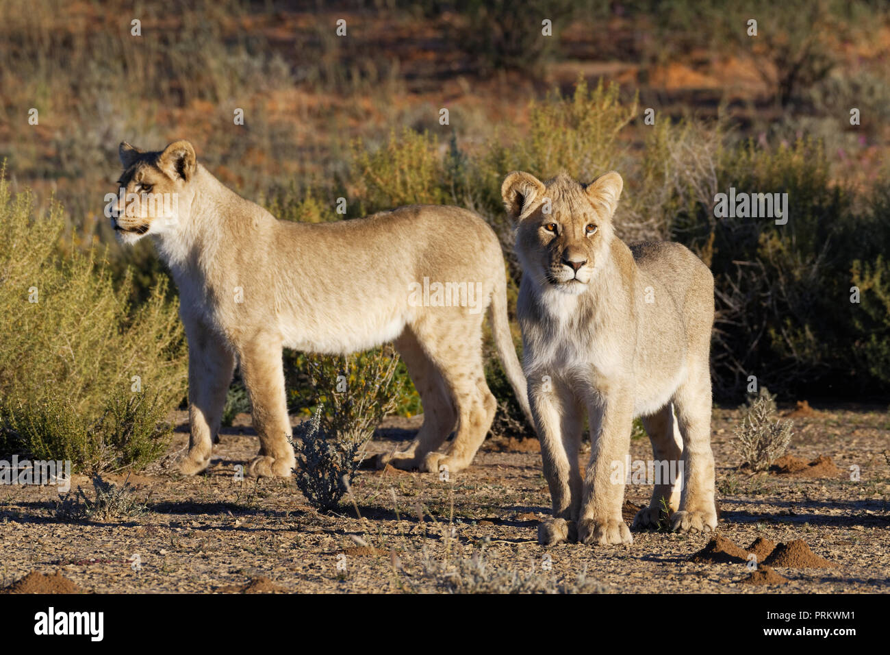 Afrikanische Löwen (Panthera leo), zwei junge Männer stehen, neugierig, Kgalagadi Transfrontier Park, Northern Cape, Südafrika, Afrika Stockfoto