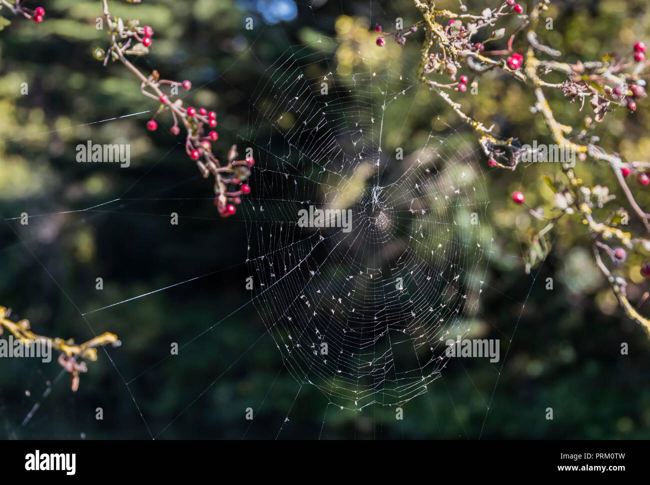 Nahaufnahme des in einem Spinnennetz im Herbst in Großbritannien fliegen gefangen. Stockfoto