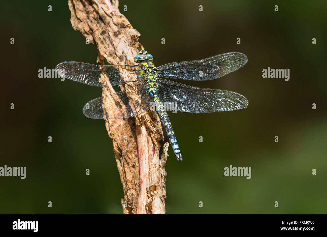 Männlichen Aeshna cyanea (Southern Hawker Dragonfly) auf einem Zweig im Herbst in West Sussex, England, UK. Stockfoto