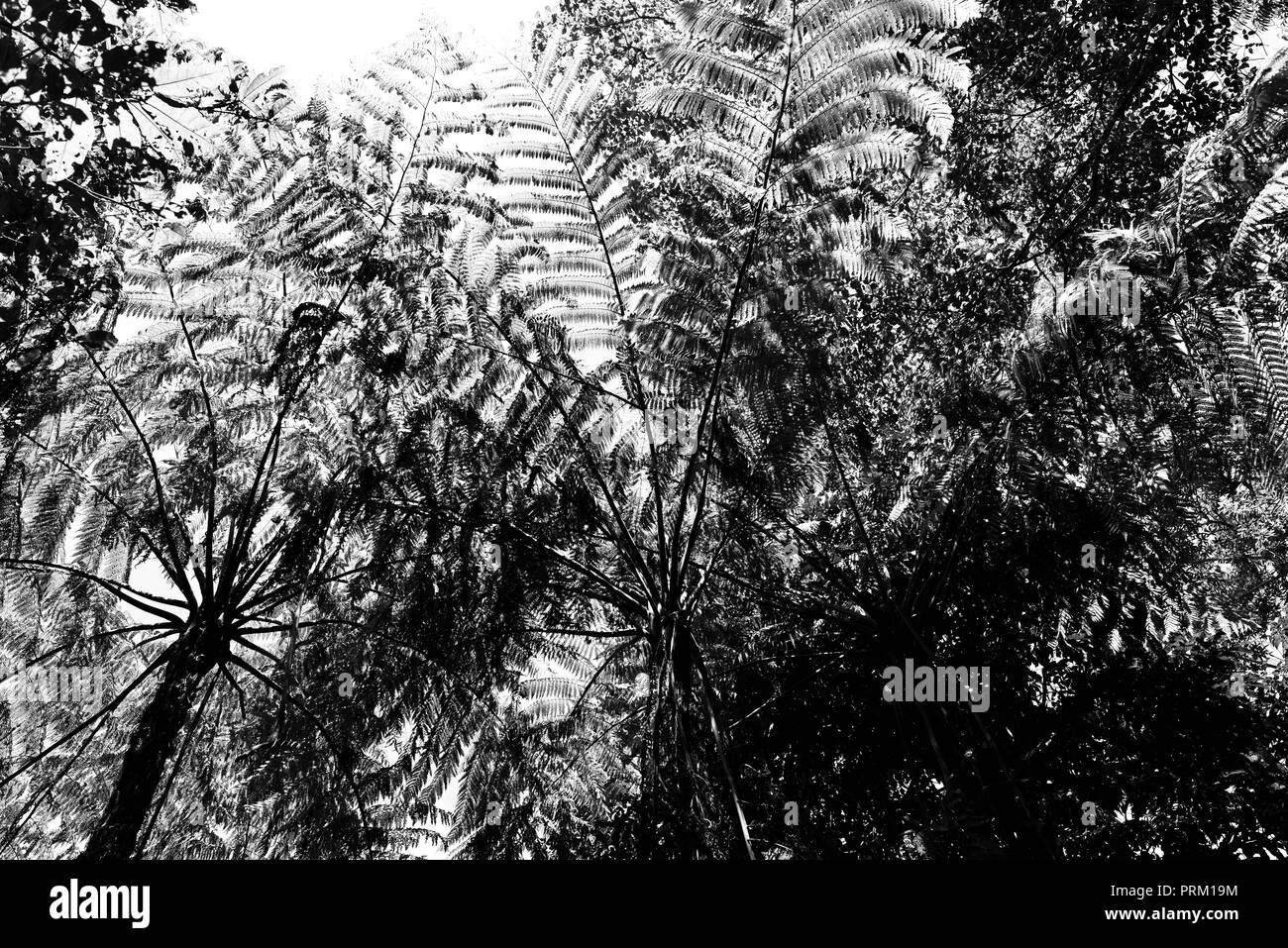 Auf der Suche nach oben in den Baumkronen mit Bäumen und Farnen, Misty Titel Berge Wüste, Palmerston Doongan Wooroonooran National Park, Queensland Stockfoto