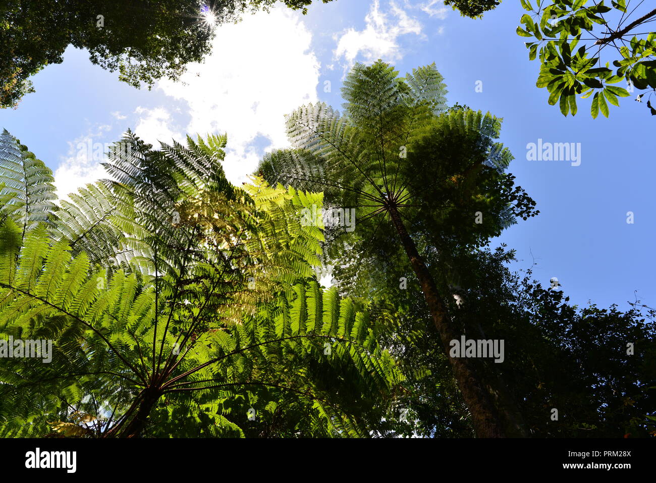 Auf der Suche nach oben in den Baumkronen mit Bäumen und Farnen, Misty Titel Berge Wüste, Palmerston Doongan Wooroonooran National Park, Queensland Stockfoto