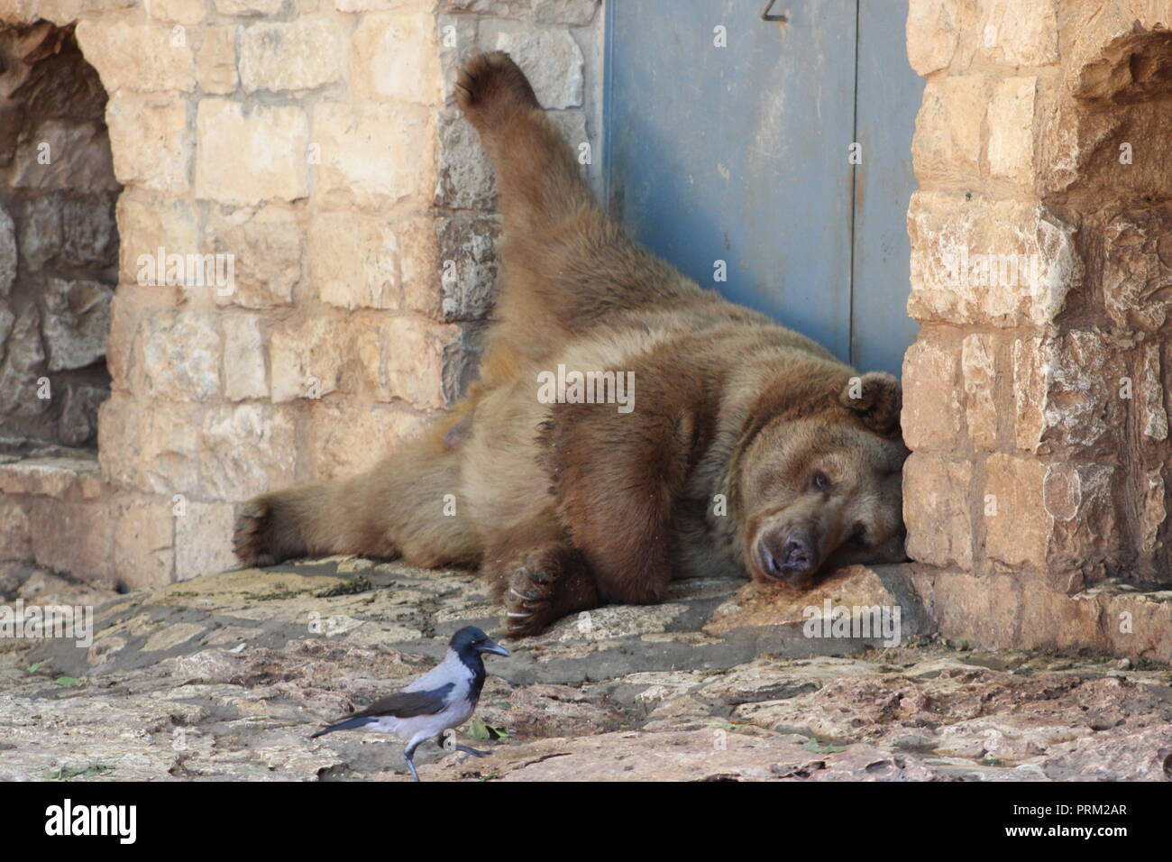 Süße Träume Stockfoto