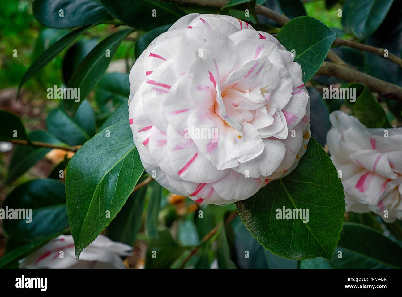 Madoni Kamelie (Camellia japonica cv Madoni, Theaceae), immergrüne shurb, doppelte Blüten, weiß blosson mit roten Flecken. Stockfoto