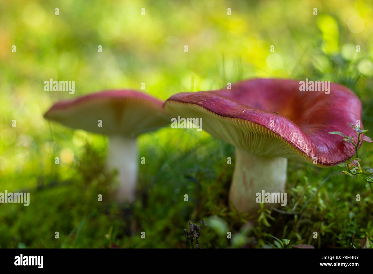 Amanita Pilze umgeben von Moos Fliegen. Flache Tiefenschärfe, hellen Hintergrund. Stockfoto