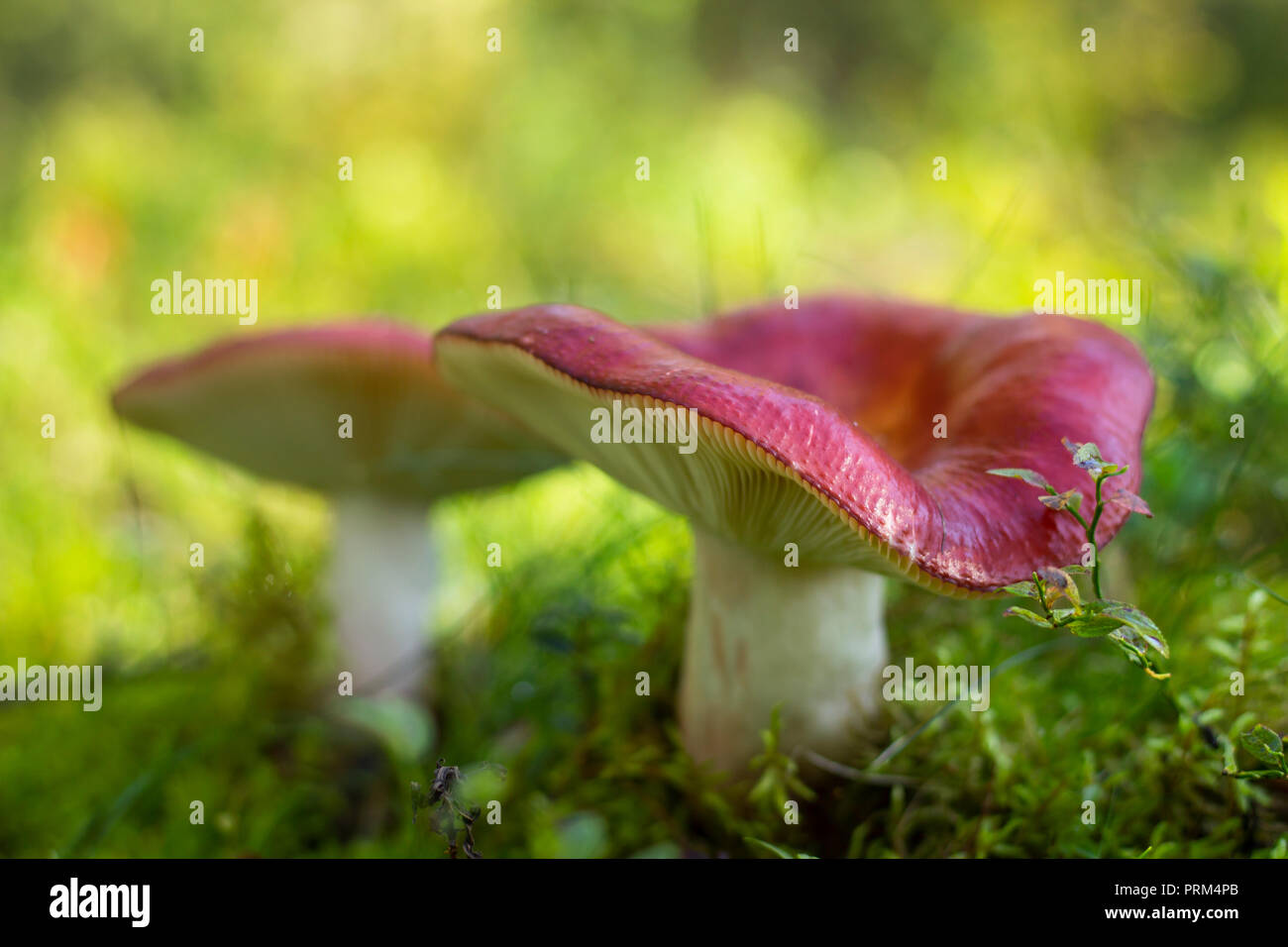 Agaric Pilz umgeben von Moos Fliegen. Flache Tiefenschärfe, hellen Hintergrund. Stockfoto