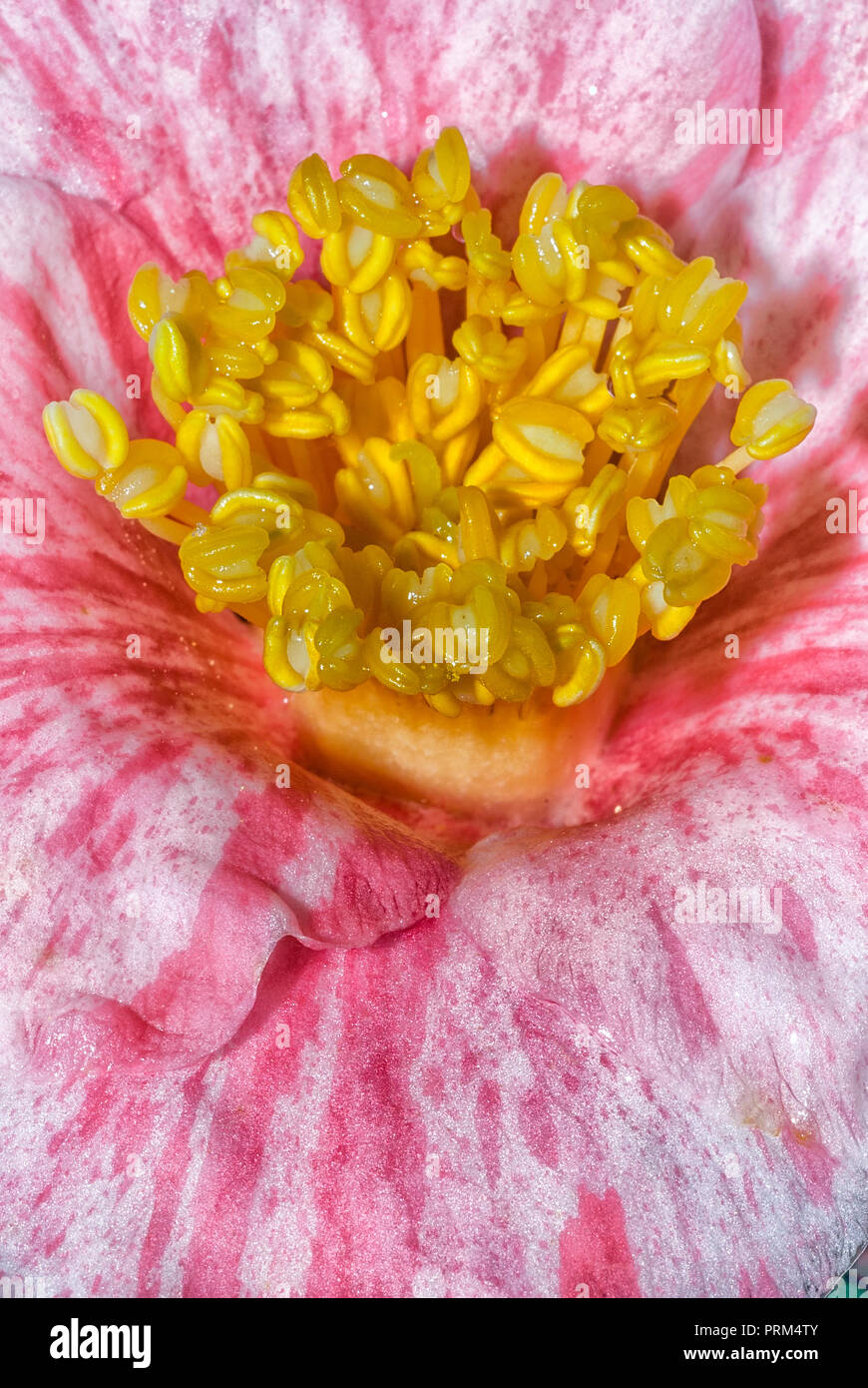 Camellia japonica cv Tricolour, Theaceae, Einzel- oder halb-duble Blume, weißen Blüten mit roten Flecken. Evergreen shurb, Stockfoto