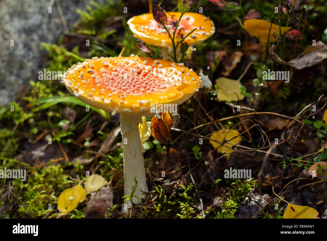 Zwei Fliegen amanita Pilze in einer schwedischen Wald. Stockfoto