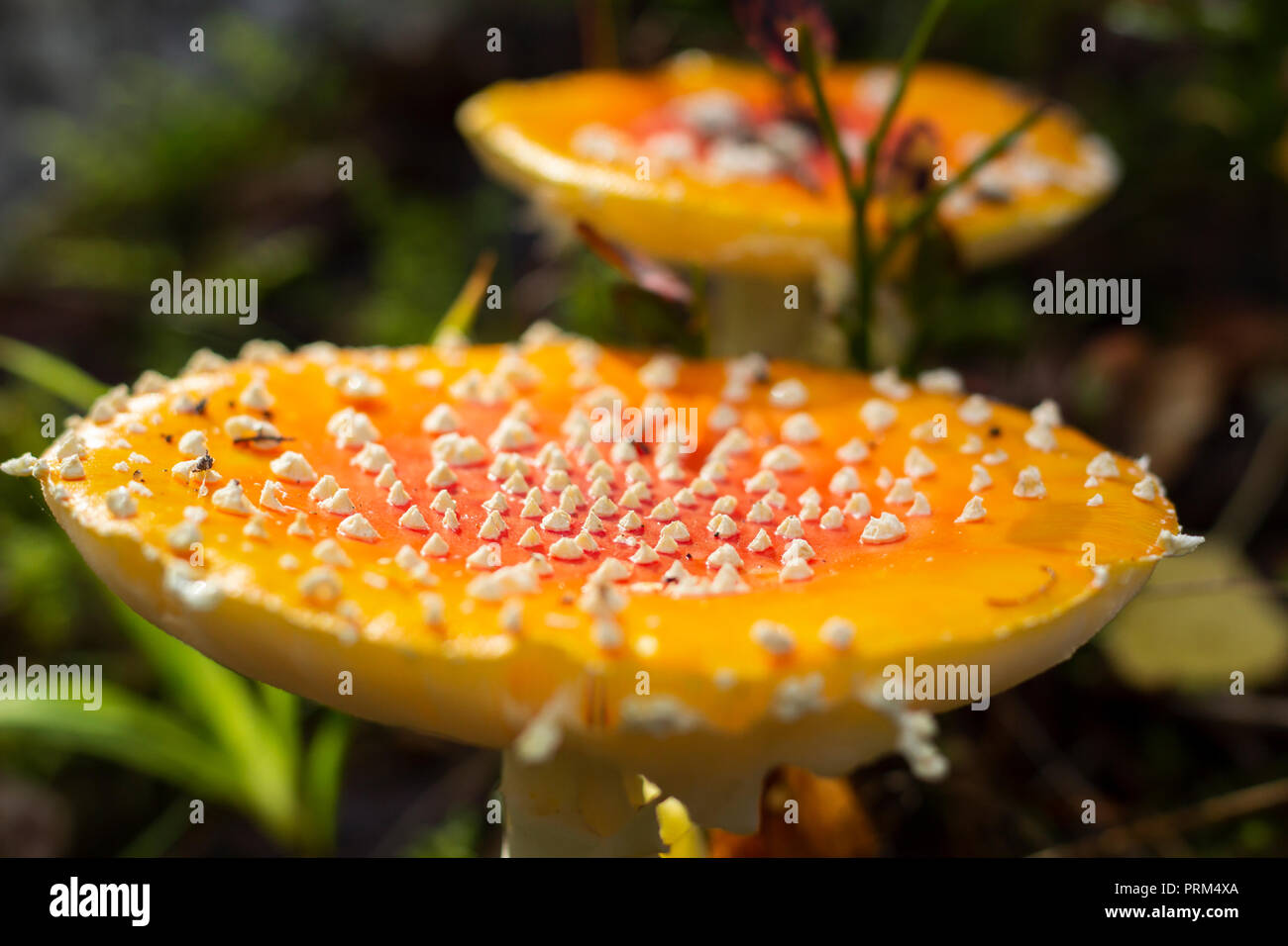 In der Nähe der Fliege amanita Pilze mit weißen Flecken in einem Wald. Geringe Tiefenschärfe. Stockfoto