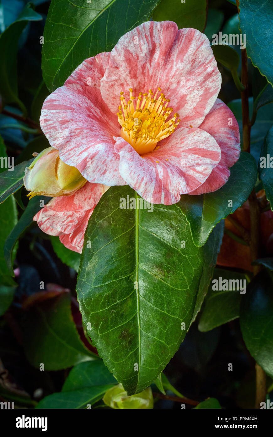 Camellia japonica cv Tricolour, Theaceae, Einzel- oder halb-duble Blume, weißen Blüten mit roten Flecken. Evergreen shurb, Stockfoto