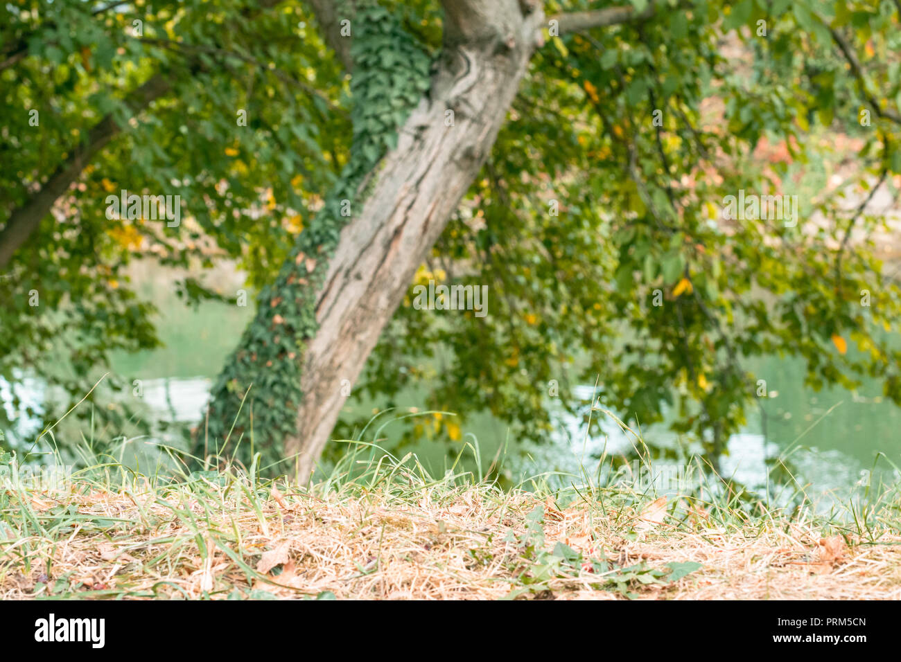 Bäume des Parks an sonnigen Tagen Stockfoto