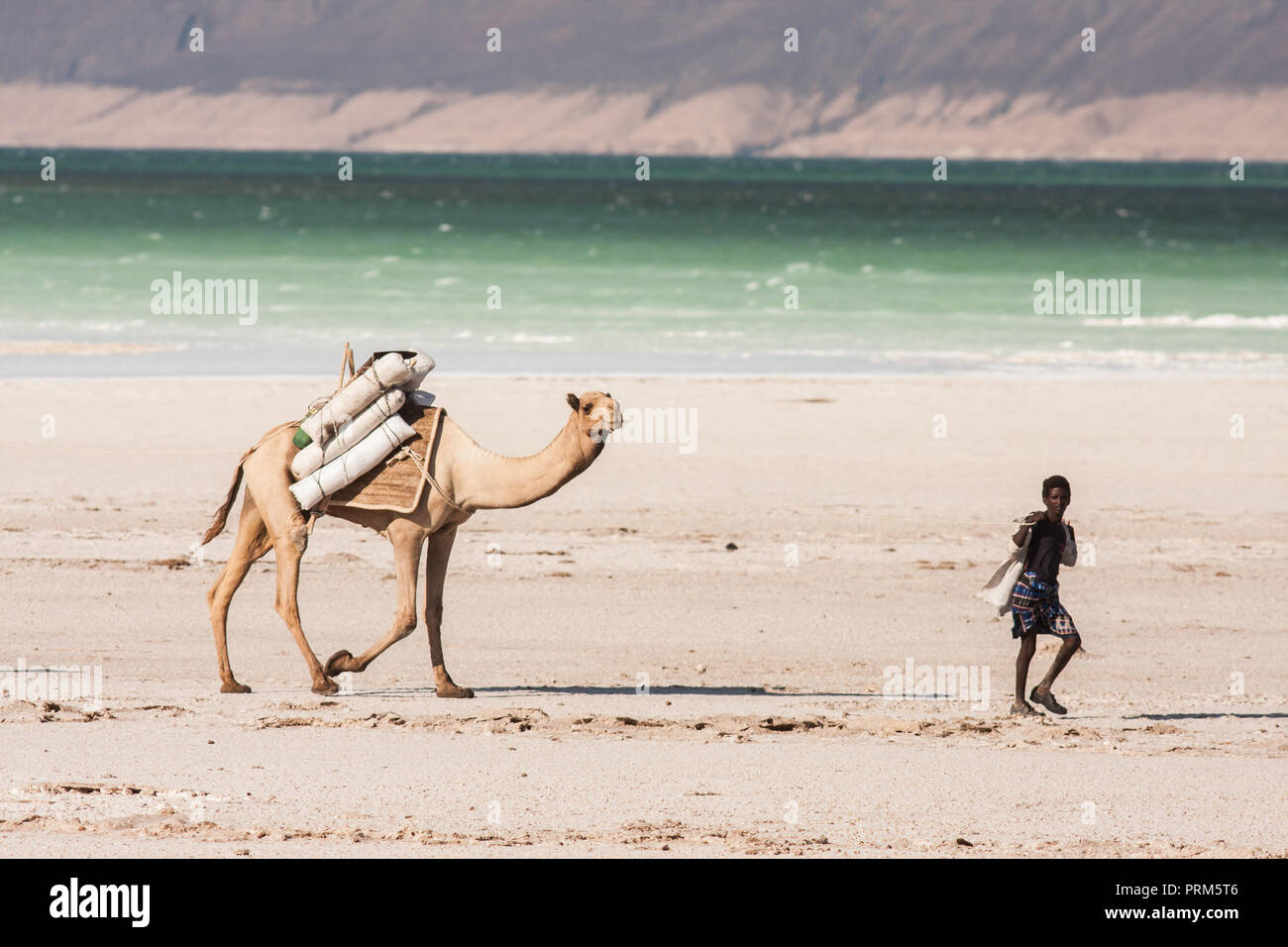 Lake Assal (Salt Lake) Dijbuti - Kamel Zug Stockfoto