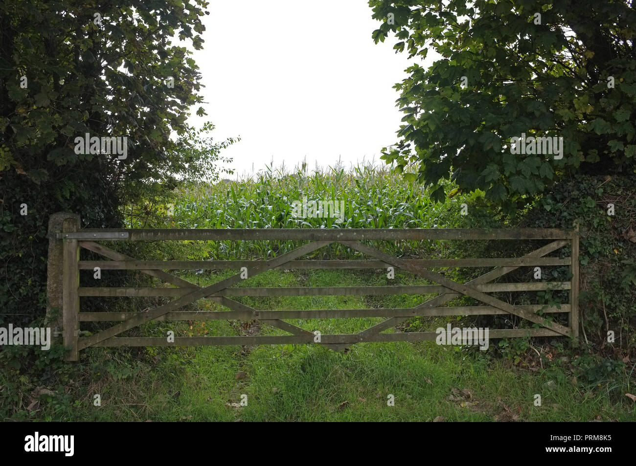 Zuckermais in einem Feld in Cornwall wachsen. Stockfoto