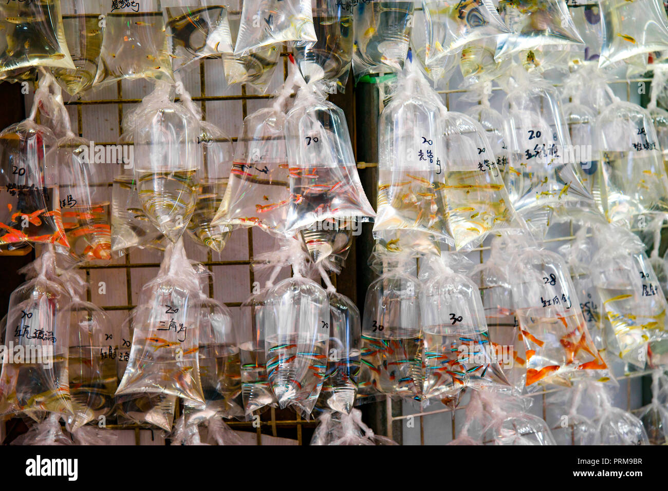 Goldfischmarkt in Hongkong, China mit den Preisen auf dem Beutel geschrieben Stockfoto