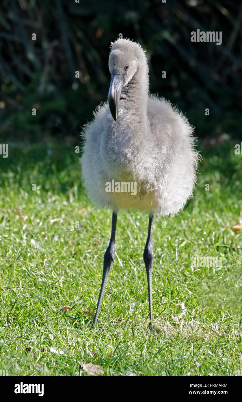 James's Flamingo Küken (Phoenicoparrus jamesi) Stockfoto