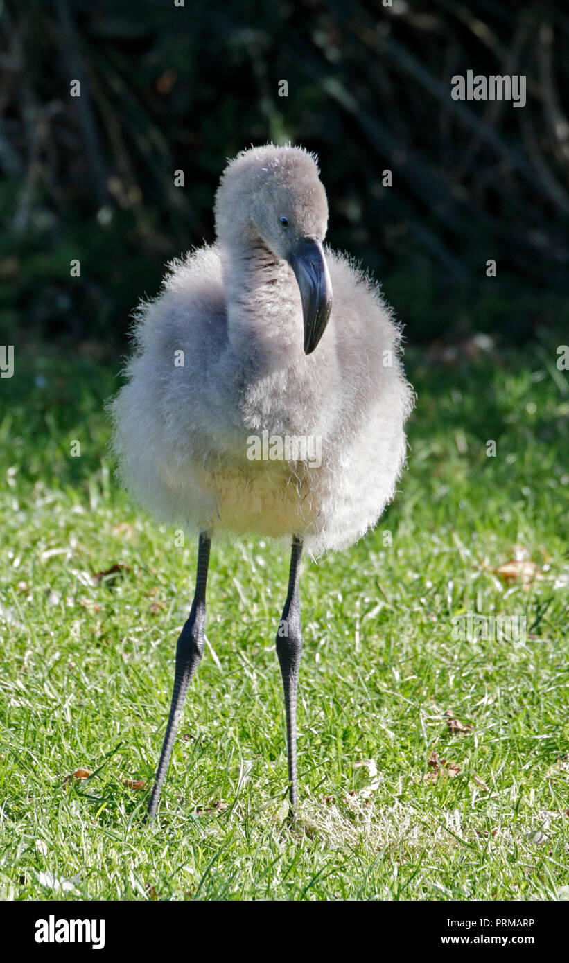 James's Flamingo Küken (Phoenicoparrus jamesi) Stockfoto