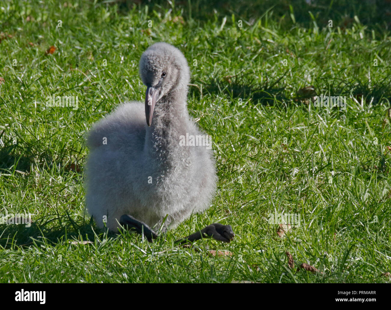 James's Flamingo Küken (Phoenicoparrus jamesi) Stockfoto