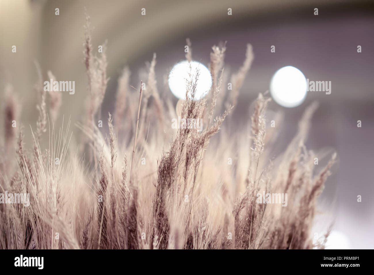 Trockene Ährchen, Weizen Ohren close-up, selektiver Fokus, dekorative reiften Getreide Spikes. Konzept der Herbst und Landwirtschaft Stockfoto