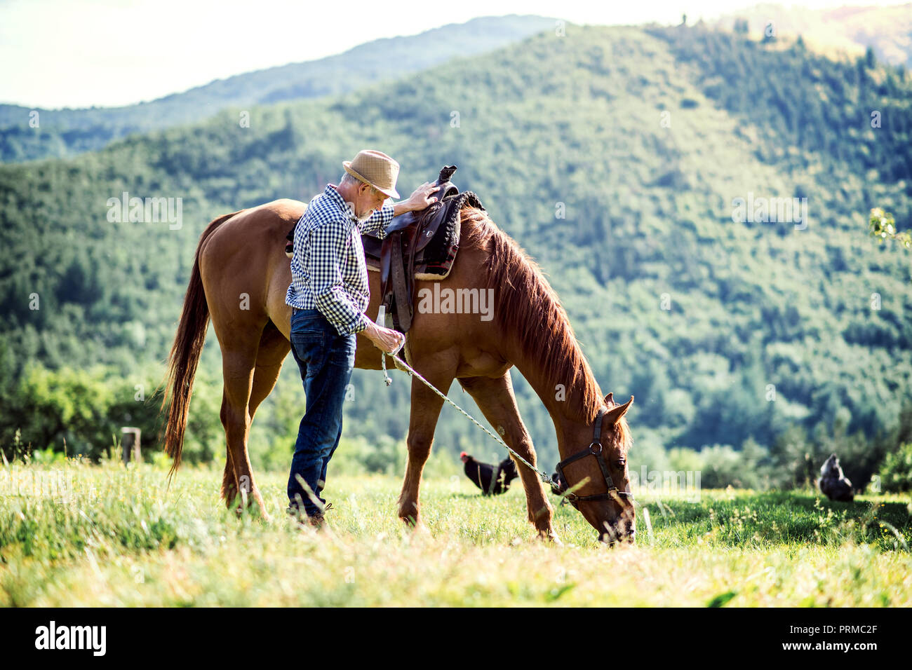 Ein älterer Mann mit einem Pferd durch seine Leitung auf einer Weide. Stockfoto