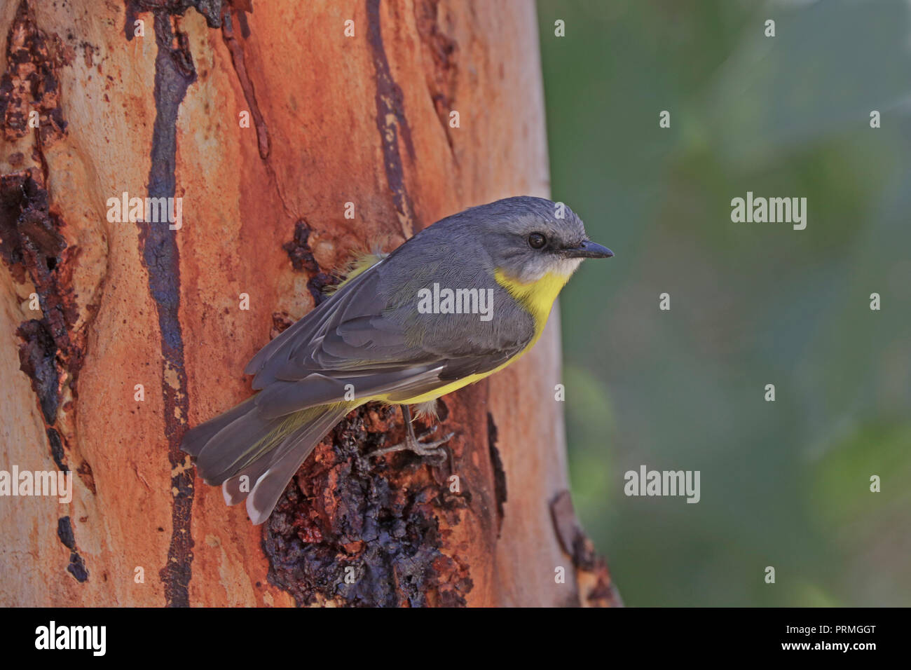 Östlichen Gelb Robin in Far North Queensland Australien Stockfoto