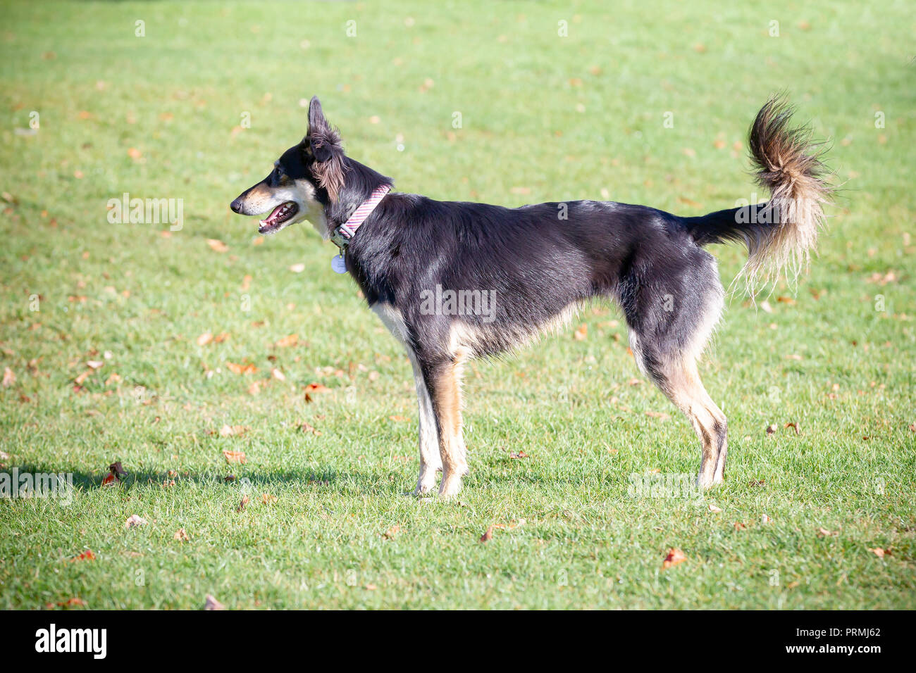 Ein Deutscher Schäferhund/Greyhound Kreuz, Seite in Abington Park, Northampton. Stockfoto