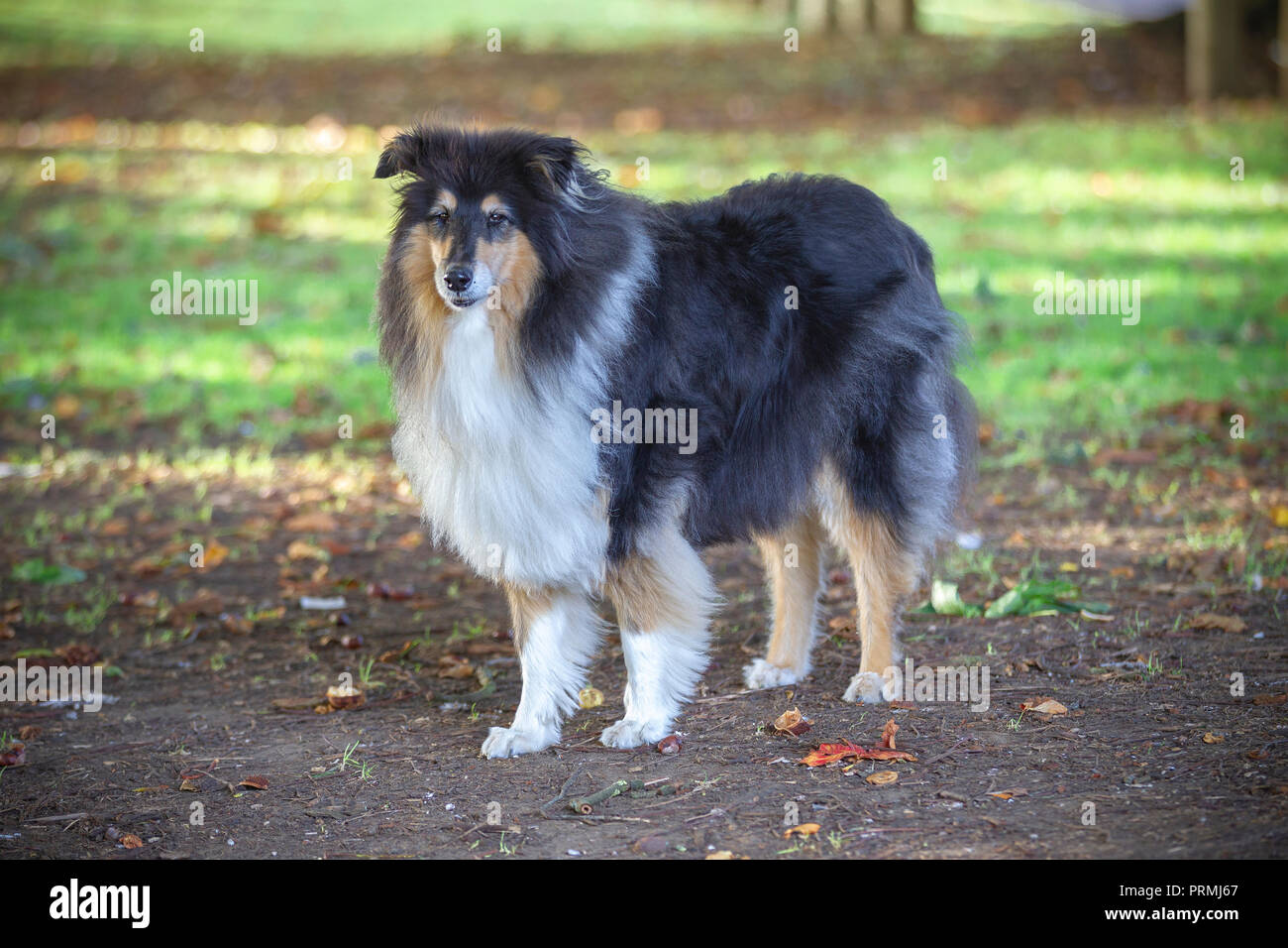 Eine langhaarige Tri farbige Collie in Abington Park, Northampton stand. Stockfoto