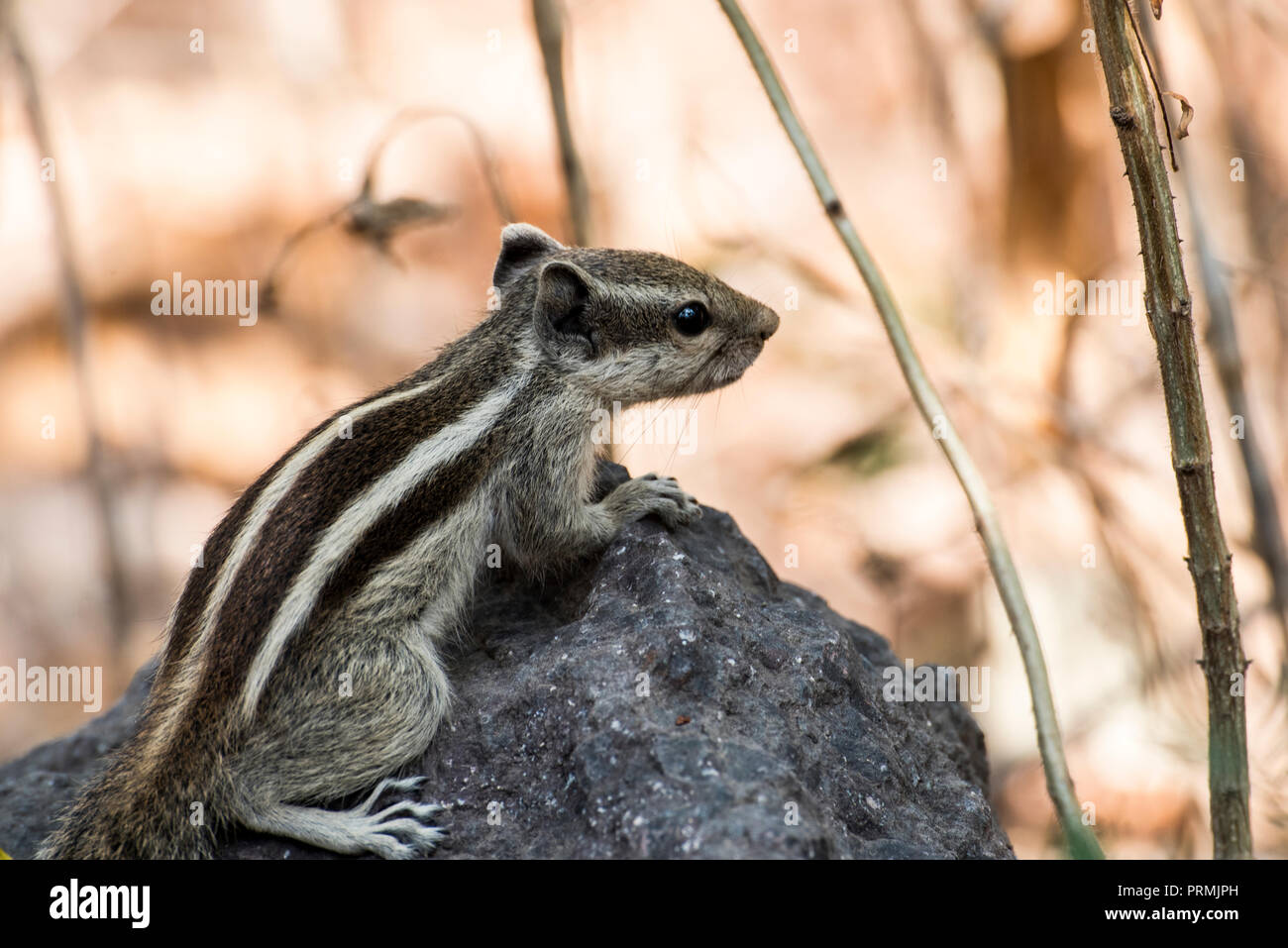 Indische palm Squirrel (drei-gestreiften Palm Eichhörnchen) (Funambulus palmarum) in Rajkot, Gujarat, Indien Stockfoto