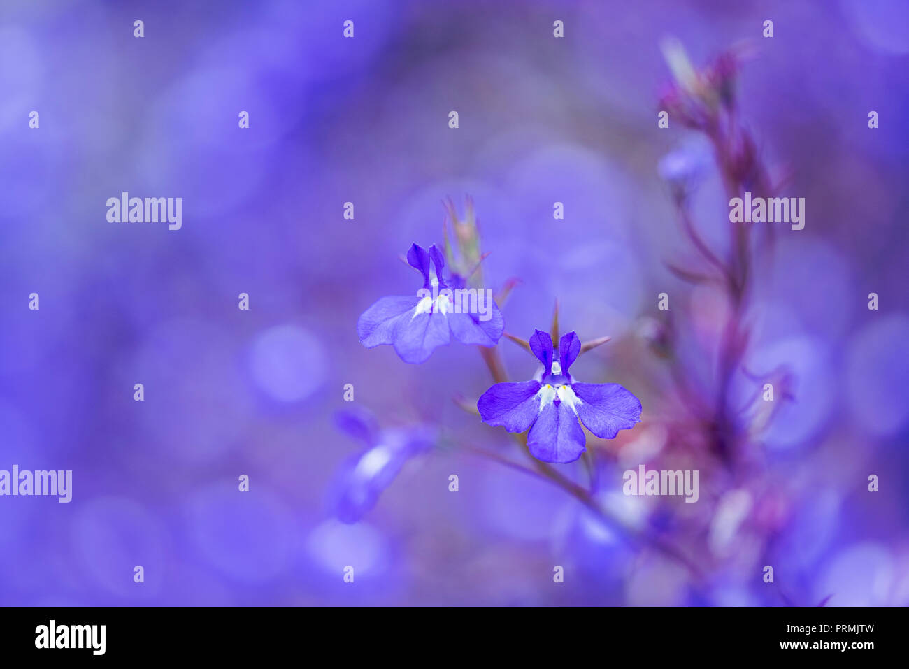 Flache Tiefenschärfe floralen Bild der blauen Lobelia Blume Stockfoto