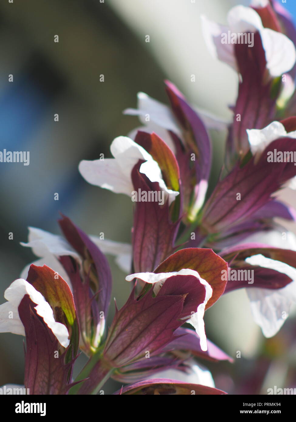Acanthus mollis Anlage Stockfoto